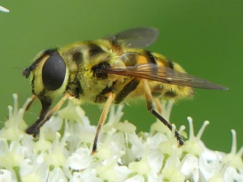Myathropa florea